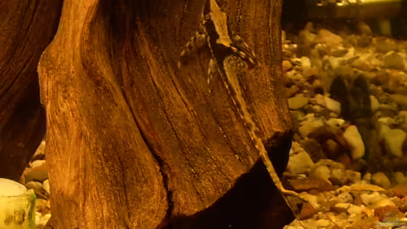 Sturisoma festivum von @quarium Cologne (76)