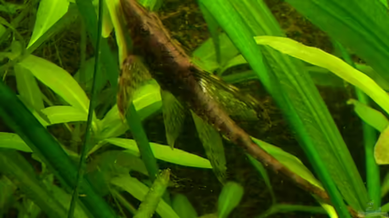 Sturisoma festivum von @quarium Cologne (81)