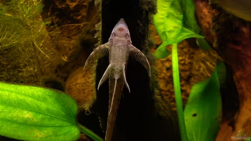 Sturisoma festivum von @quarium Cologne (86)