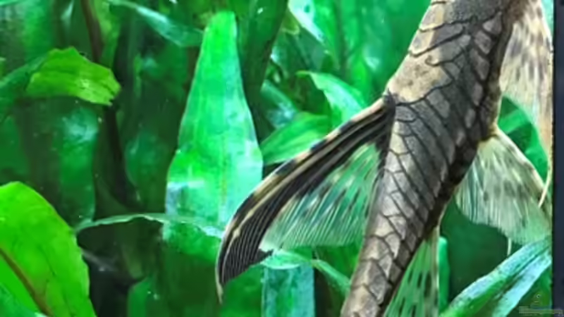 Sturisoma festivum von Der Nicky (80)