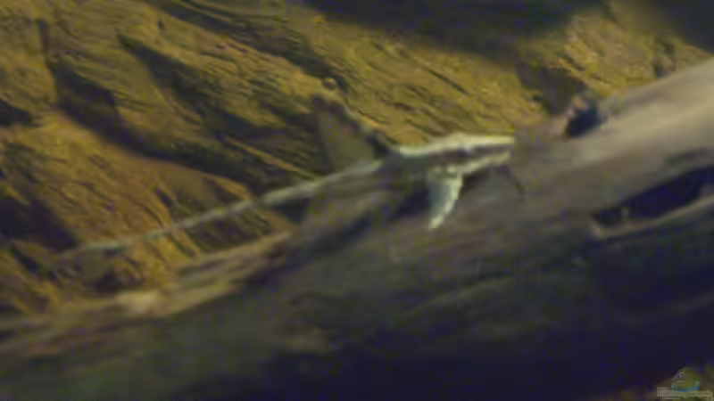 Sturisoma festivum von Didi (50)