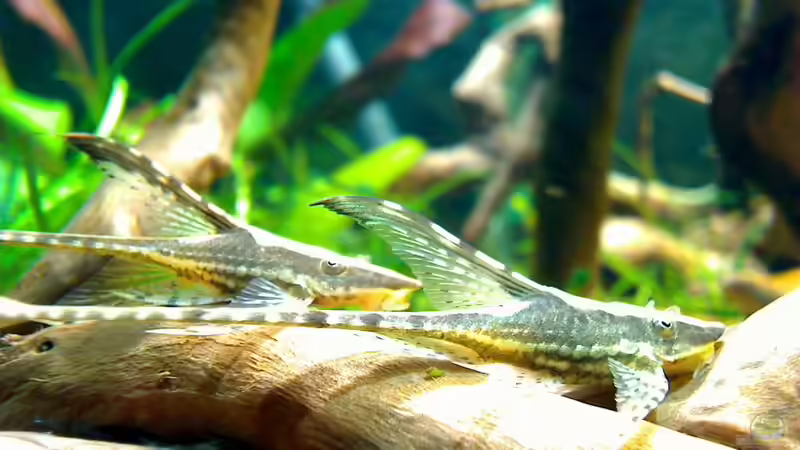 sturisoma festivum von jobreuer (12)