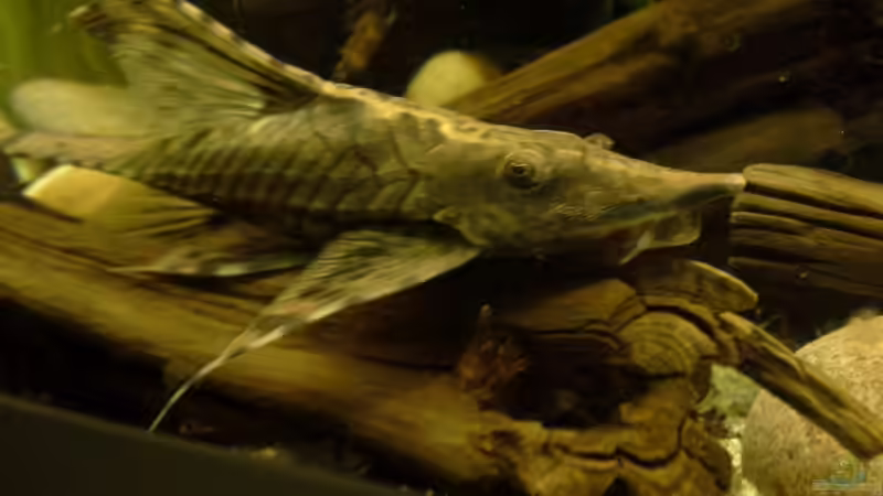 Sturisoma festivum von Markaroni (37)