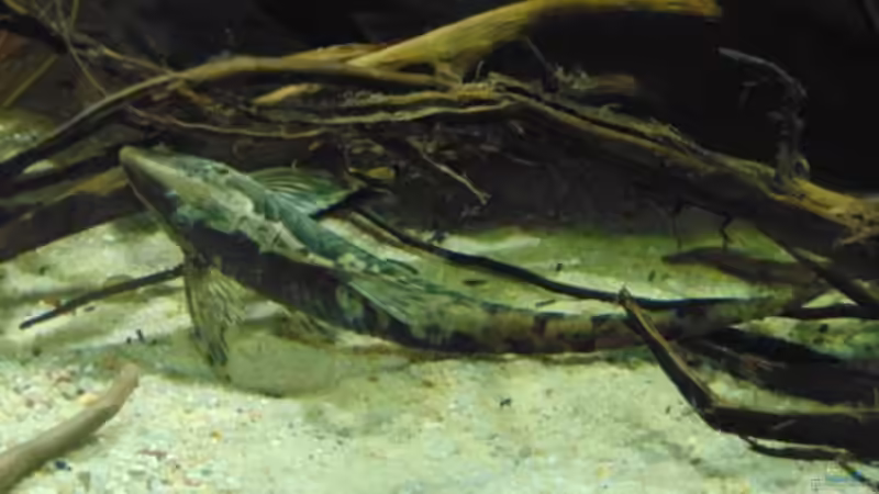 Sturisoma festivum von Markaroni (43)