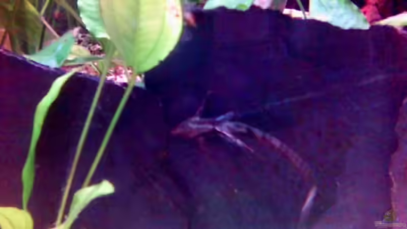 Aquarien für Sturisoma festivum (Langflossen Harnischwels)