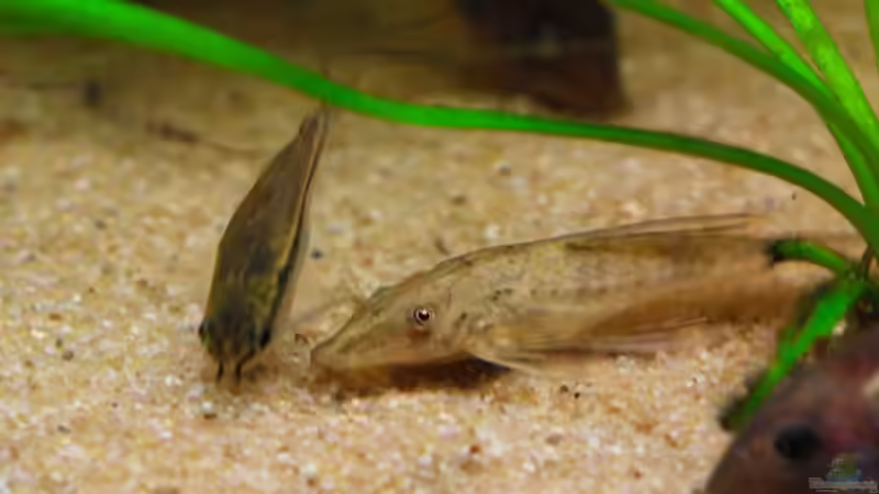 Sturisoma Foerschi, LG6, mit Zwergpanzerwels von WSS (29)