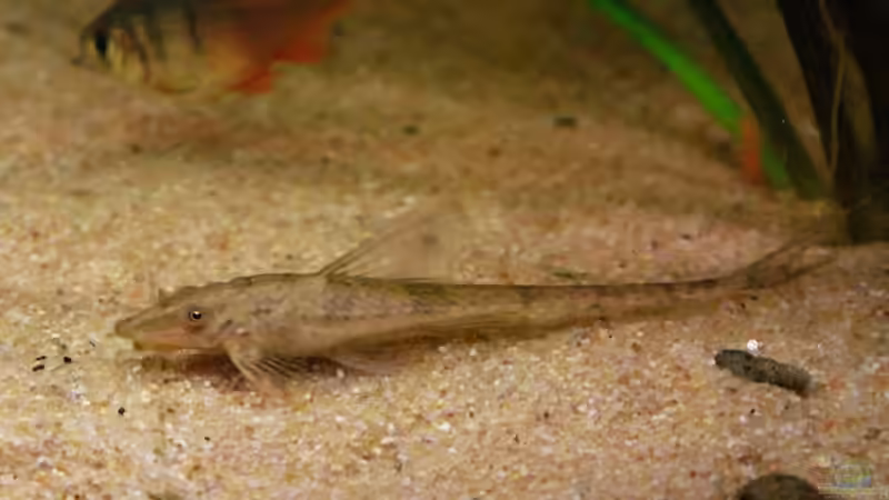 Sturisoma Foerschi, LG6 von WSS (27)