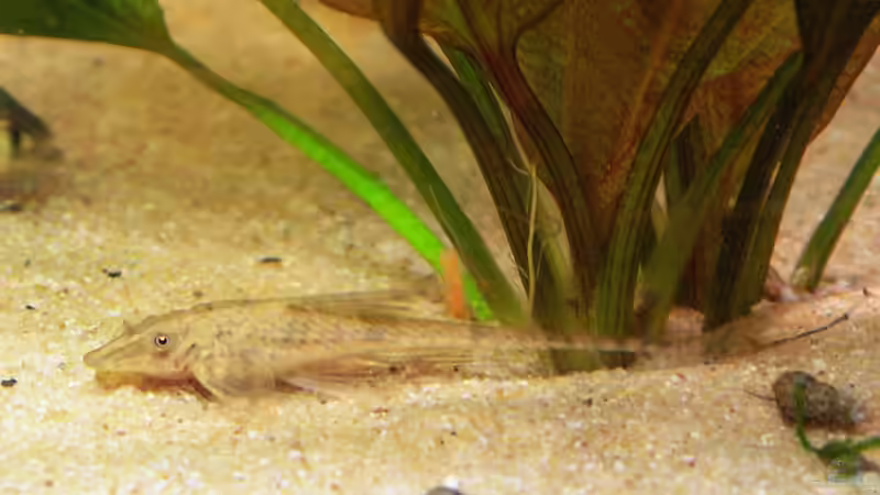 Sturisoma Foerschi (LG6) von WSS (29)