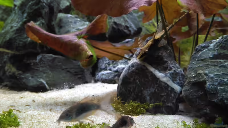 Sturisoma II mit Panzerwels. Keinerlei Probleme im Zusammenleben der Panzerwelse, von AdrianSoS (56)