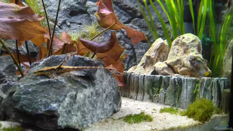 Sturisoma III von AdrianSoS (58)