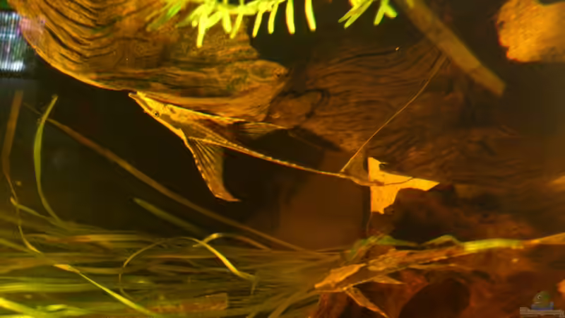 sturisoma Mänchen von Kai Heermann (48)