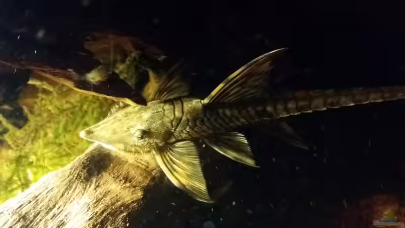 Sturisoma Männchen...erkennt man an dem Bart von Sebastian Müller (50)