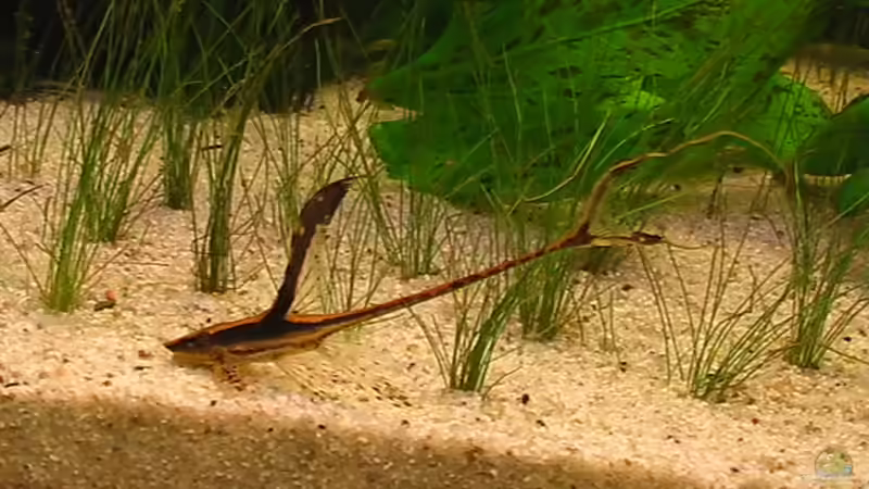 Sturisoma panamensa von Marcus Heiser (22)