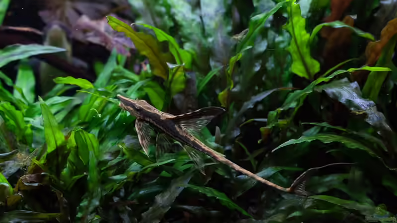 Sturisoma von Der Nicky (104)