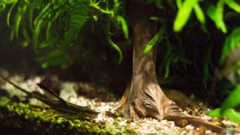 Sturisoma von Der Nicky (97)