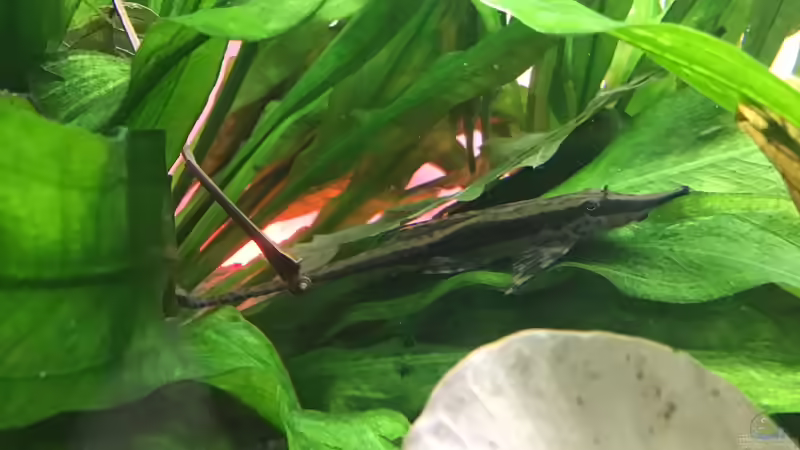 Sturisoma von Soundmann (4)