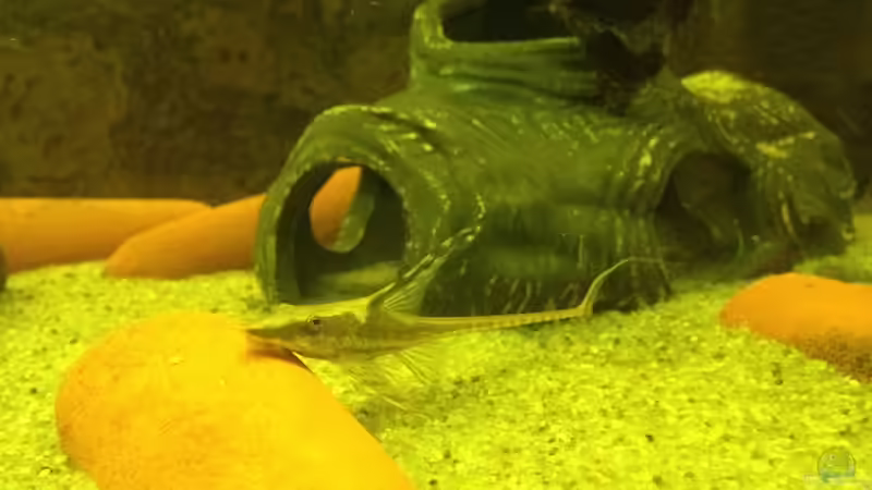 Sturisoma von Thomas S-H (26)