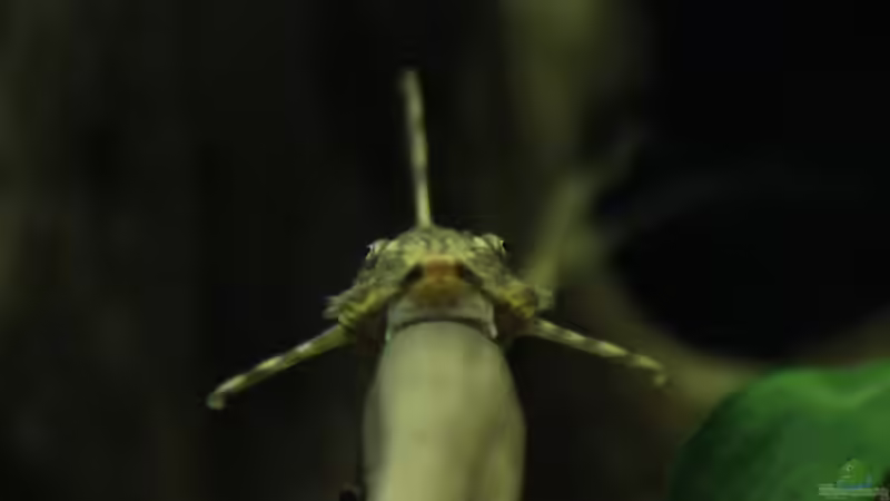 Sturisoma von Thomas S-H (27)