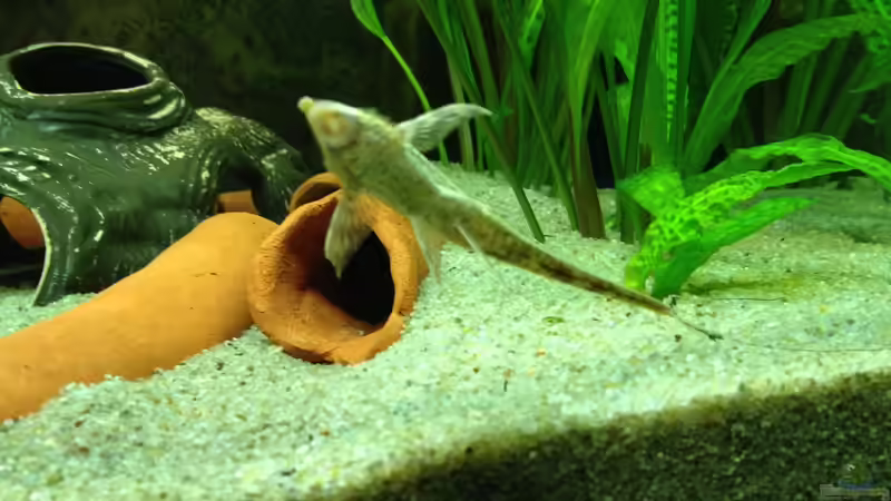 Sturisoma von Thomas S-H (34)