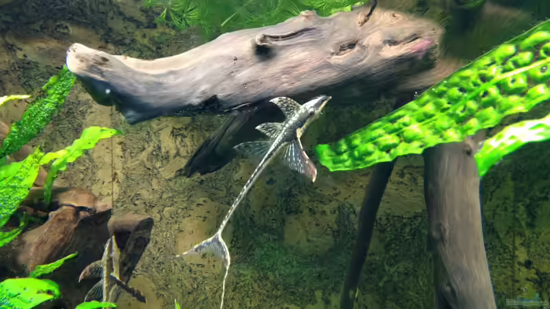 Sturisoma von Thomas S-H (36)