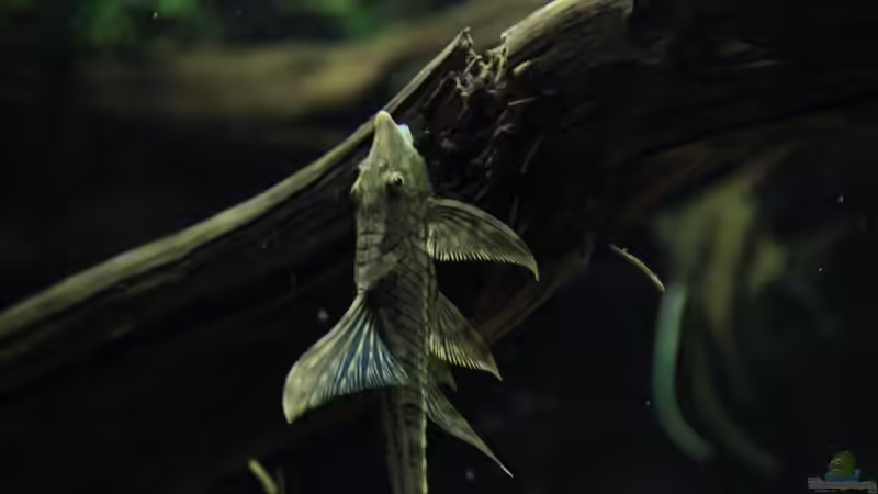 Sturisoma von Thomas S-H (37)