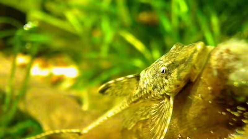 sturisomatichthys spec. von jobreuer (14)