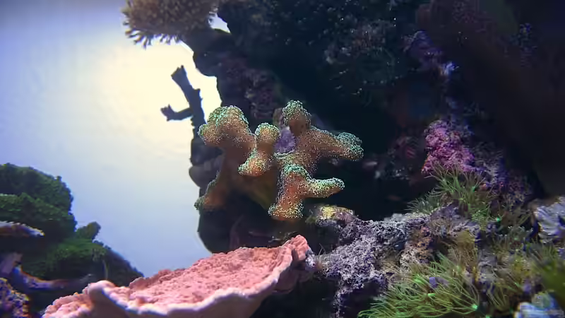 Stylophora  und Montiplatte.jpg von Petra Kallmeyer (10)