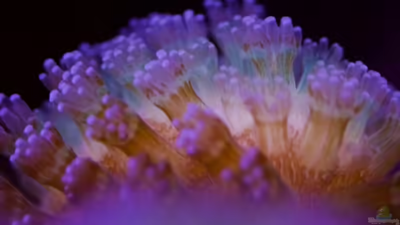 Stylophora milka Detail 2 von starhopper (33)