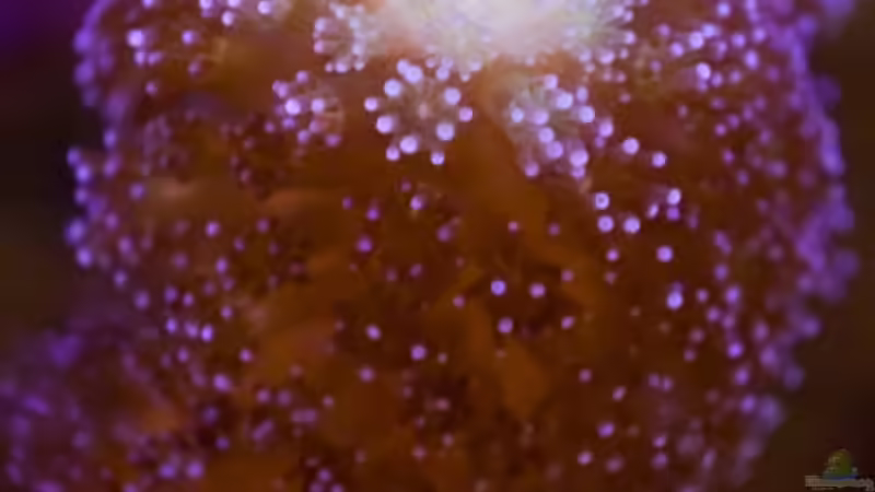 Stylophora milka Detail von starhopper (32)