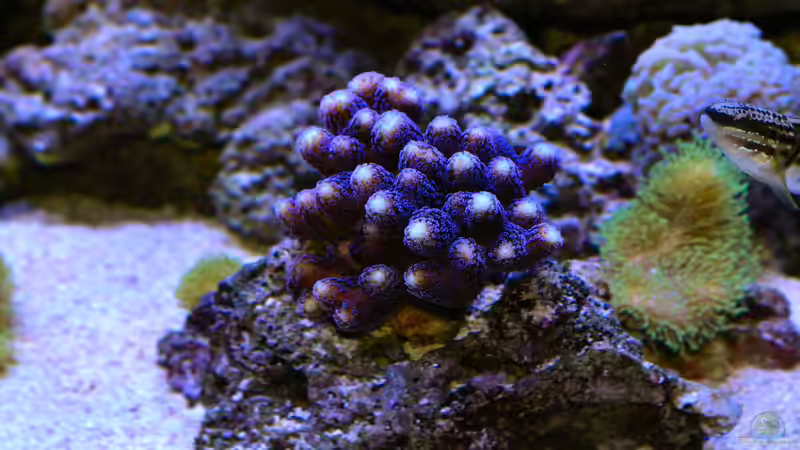 Stylophora Milka von Brookshaw (35)