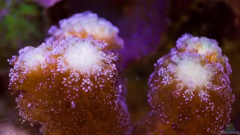 Stylophora milka von starhopper (31)