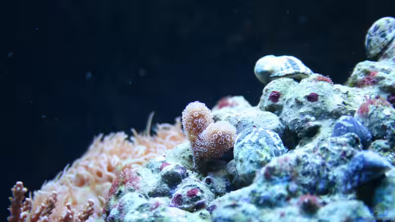 Stylophora ´Milka´ von Susanne Axt (15)