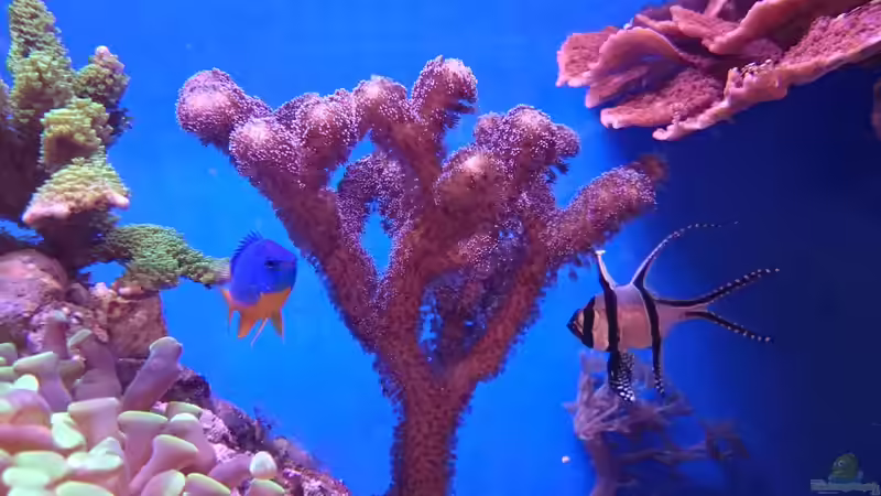 Stylophora Milka von WittaMine (9)