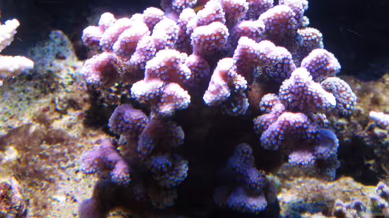 Stylophora pistillata - Griffelkoralle von MartinS (70)