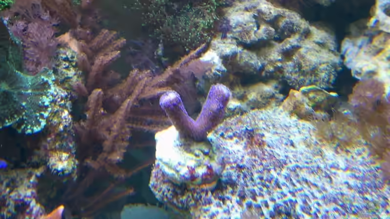 Stylophora pistillata ´milka´ von Bluewater (26)