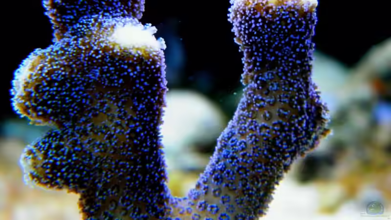 Stylophora pistillata milka von Malawigo (32)