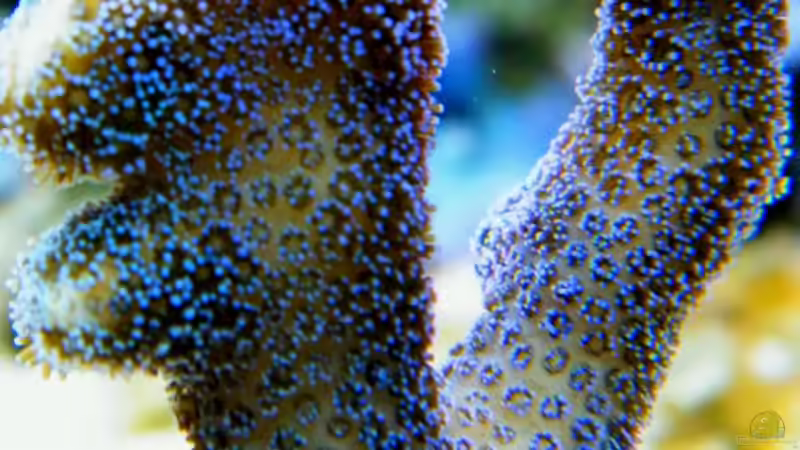 Stylophora pistillata milka von Malawigo (49)