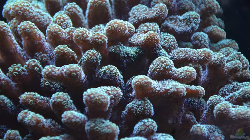 Stylophora subseriata nach 2 Jahren 26.12.12 von berchti555 (30)