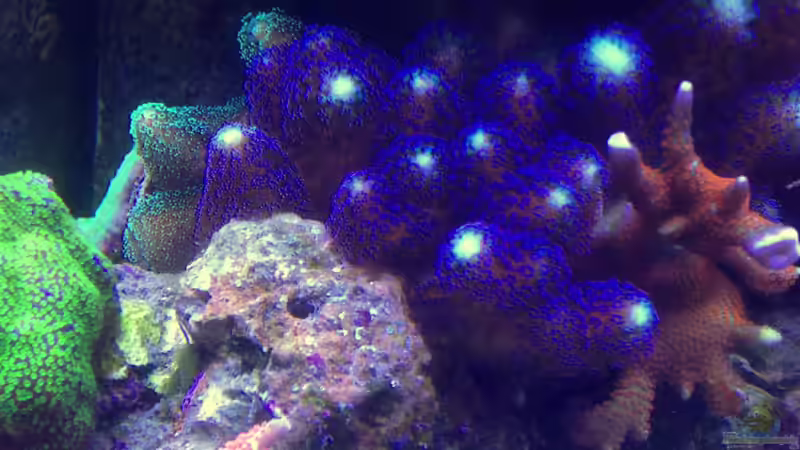 Stylophora und Montipora Samarensis von Lukas23 (7)