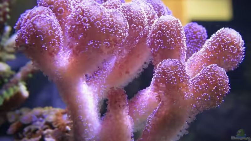 Stylopora pistillata ´Milka´ von Wolfgang Hutter (14)