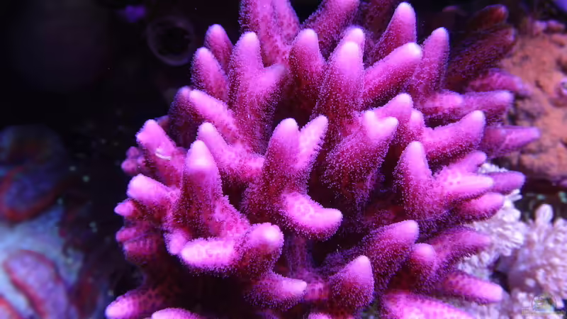 Stylopora von Andreas Stiller (53)