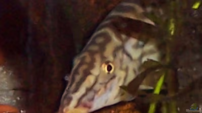 Subadulte Netzschmerle (Männchen) von Solaris (1)