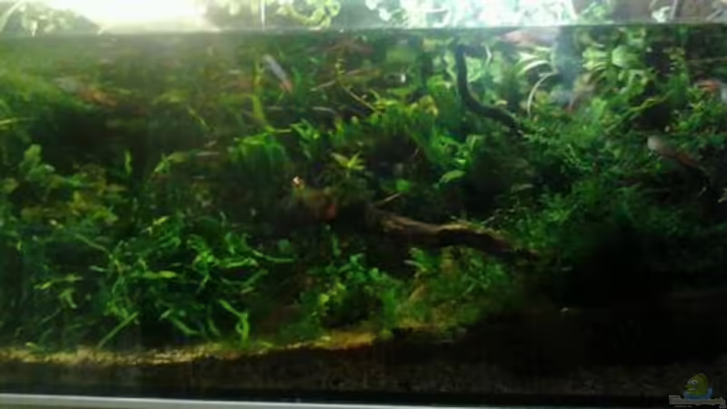 Submers 1 von Wasserstern ALK (6)