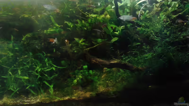 Submers 2 von Wasserstern ALK (7)