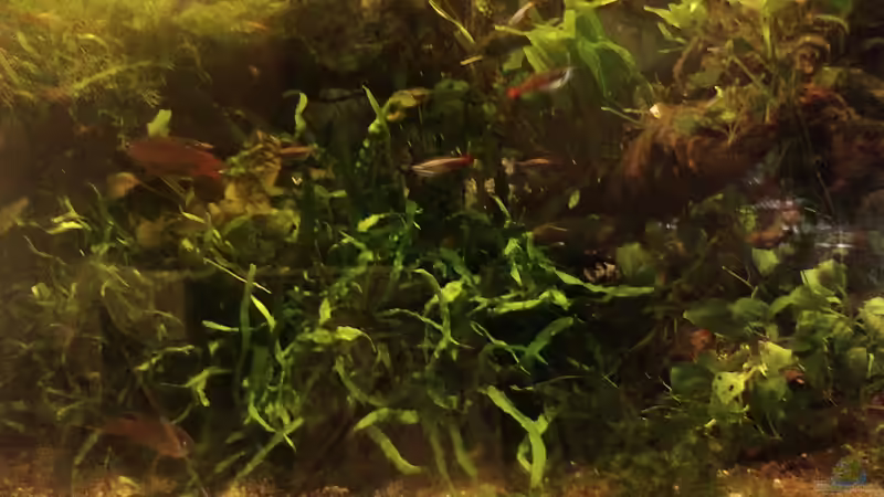 Submers 3 von Wasserstern ALK (8)