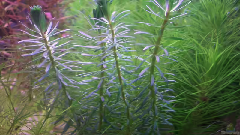 Submers Form Rotala´Enie´ von Lotte und Hendo (24)