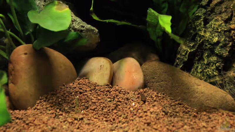 submerser Teil von die Perle... (36)