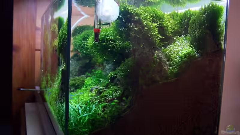 Substratanstieg von Fredo Fuss (4)