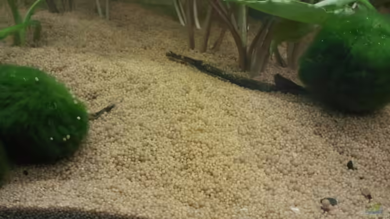 Suchbild... Finde die beiden Fische von Zebraschecke (31)