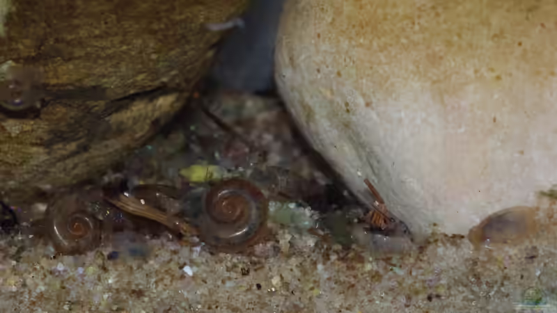 Suchbild ;-) Wo ist die Larve? 3 mm, 2-4 Tage alt von Nico NK (21)